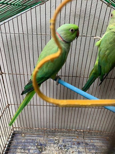 Ringneck Parrots 1