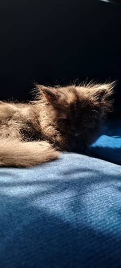 Grey Persian cat ( 3 months old )