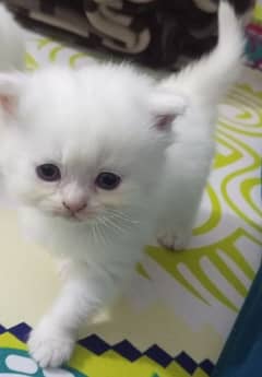 Persian triple coated kittens available age 30 days