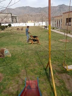 Pair of stock coat German Shepherd for sale at behria town rawalpindi