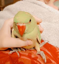 parrot