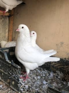 full size king pigeon 2 pair white colour breeder pair