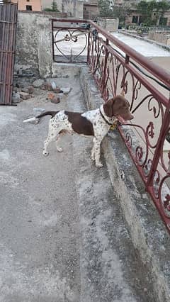 Pointer Dog Male