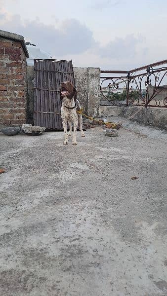 Pointer Dog Male 4