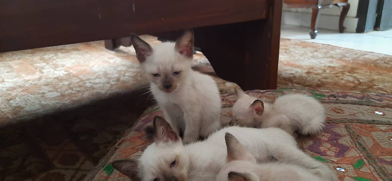 Siamese kittens male & female 2