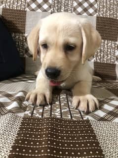 British Labrador puppy | labra Dog | Labrador | dog for sale