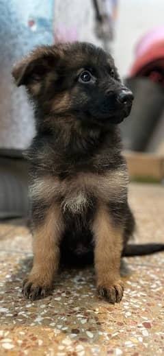 German Shepherd puppies.