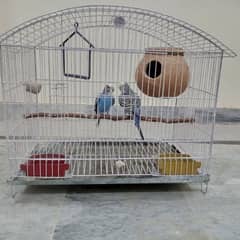 Budgie breeder pair with cage and accessories