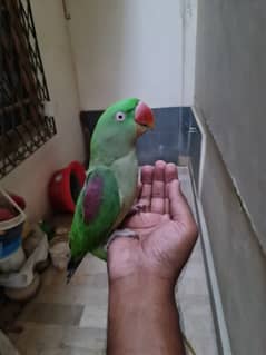 Raw parrot Alexandrine best for breeding