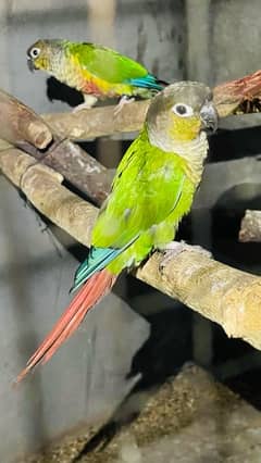 Green check conure Rosella Eno cocktail