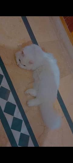 Tripple coat White Male persian kitten for sale(vaccinated) with toys 0