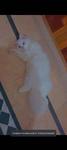 Tripple coat White Male persian kitten for sale(vaccinated) with toys 2