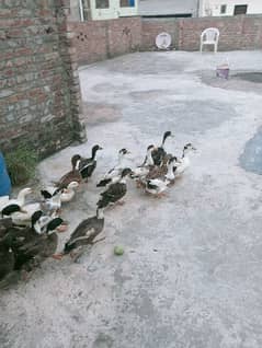 Ducks