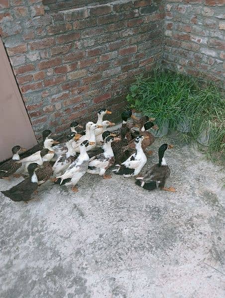 Ducks 1