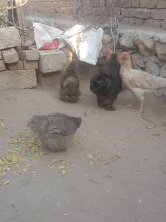 Black silkie pair 2 female and 1 male