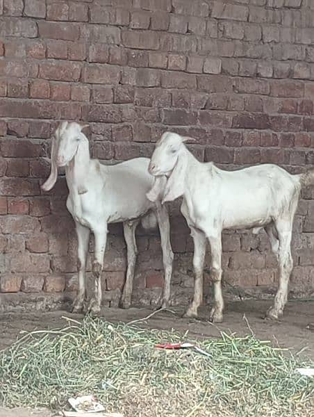 rajanpuri desi Bakra urgent for sale call WhatsApp number 03014069121 0