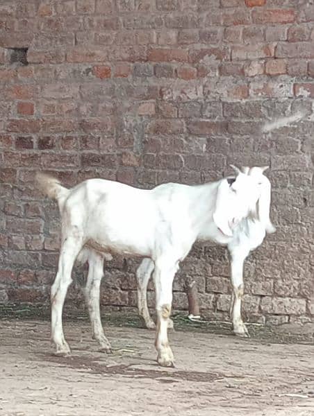 rajanpuri desi Bakra urgent for sale call WhatsApp number 03014069121 5