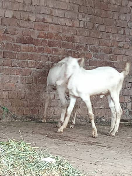 rajanpuri desi Bakra urgent for sale call WhatsApp number 03014069121 6