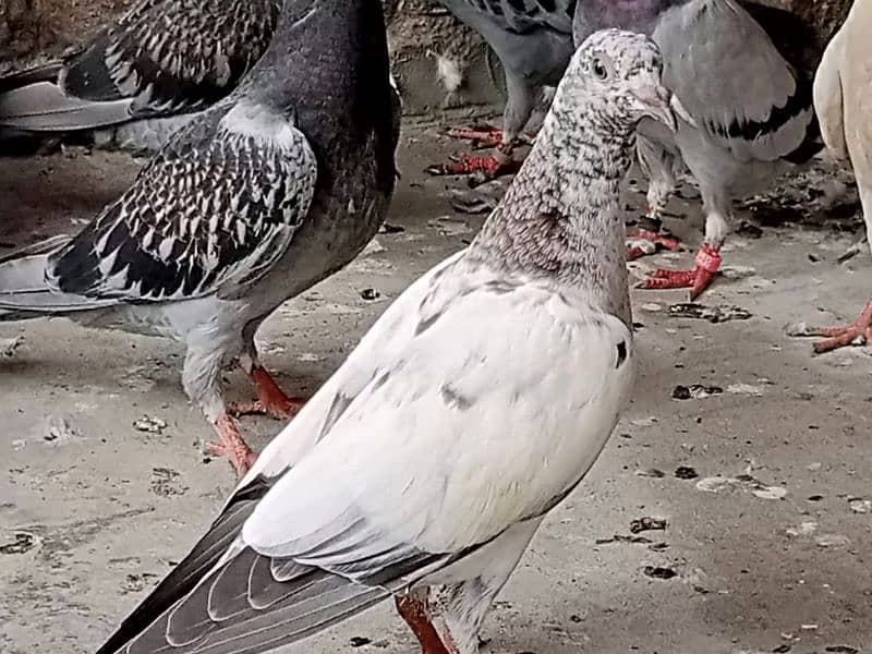 Qasda pigeon for sale. 7