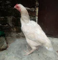 paper white hen for sale what's app