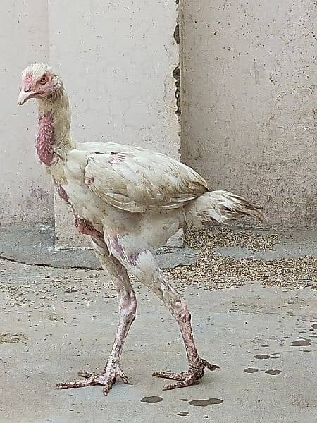 Aseel Thai / Aeel Heera / Murghi / white heera / Aseel hen for sale 9