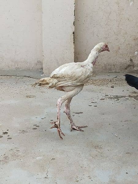 Aseel Thai / Aeel Heera / Murghi / white heera / Aseel hen for sale 10