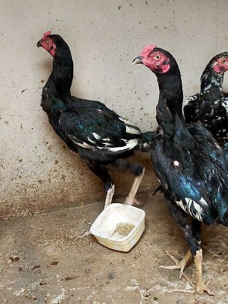 Aseel Thai / Aeel Heera / Murghi / white heera / Aseel hen for sale 12