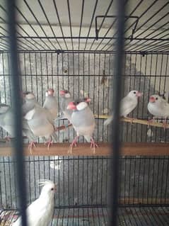 Silver Java Finch Breeder