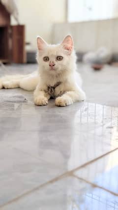 Persian cat