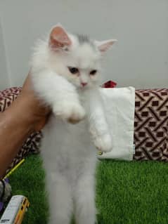 PERSIAN TRIPLE COAT FOR SALE