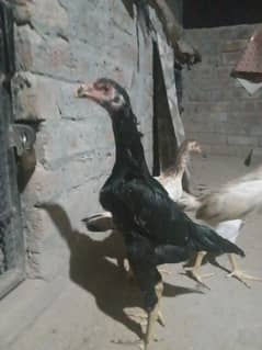 king size shamo |chicks|black shamoo|pure aseel hen| aseel shamo