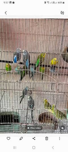 Australion Parrots/budgerigar