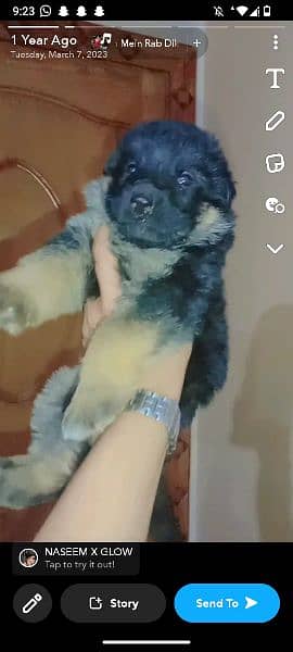 selling one beautiful German shepherd 3