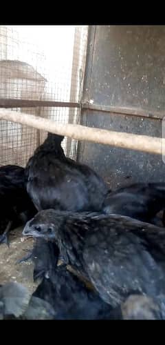 Ayam Cemani gray tongue 4.5month old 03006882275