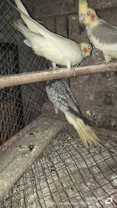 cockatiel birds