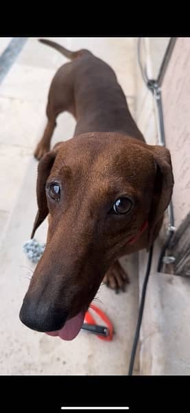 Super Cute Male Dachshund available for rehoming 6