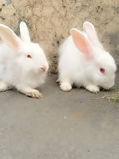 Beautiful Red Eyed Rabbit couple. . . Male+Female