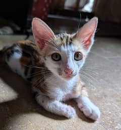 Kitten Very Active Adorable Playful for Adoption 0