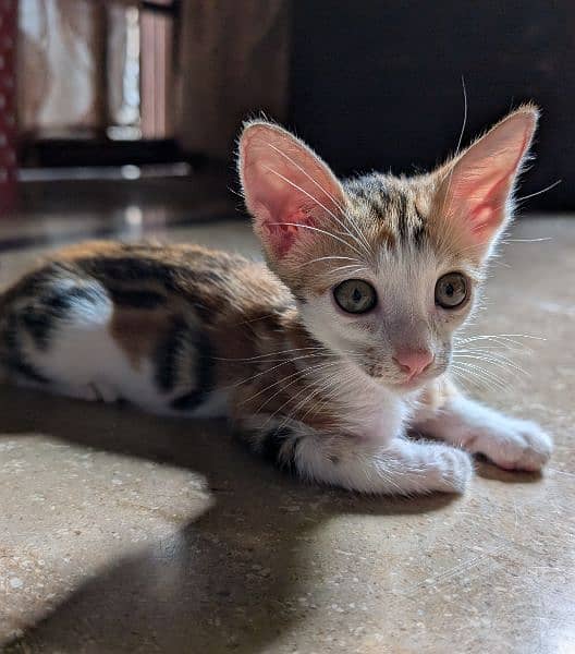 Kitten Very Active Adorable Playful for Adoption 1