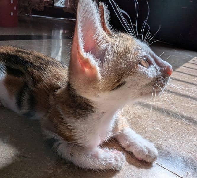 Kitten Very Active Adorable Playful for Adoption 2