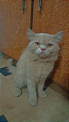 persian cat tripple coated extreme punch face , vacciinated cat ,