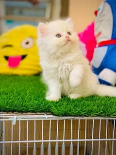 punch face persian kittens