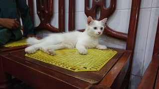 persian kitten cat blue eyes. later train