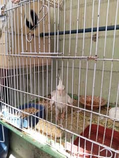 Cockatiel