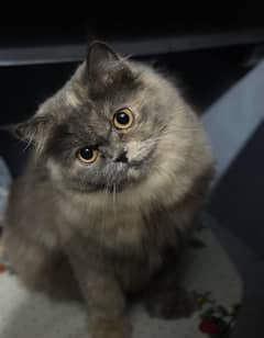 Pure Persian Female Cat in Heat Seeking Male Persian Cat for Breeding