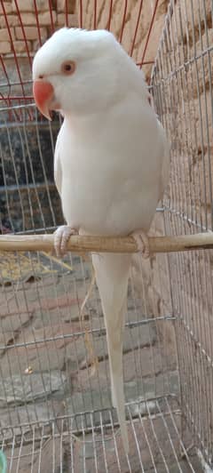 White Ringneck