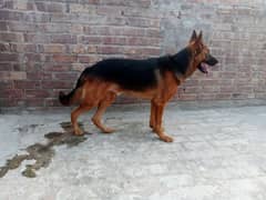 German shepherd Long Coat