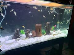 aquarium setup 3feet for sale