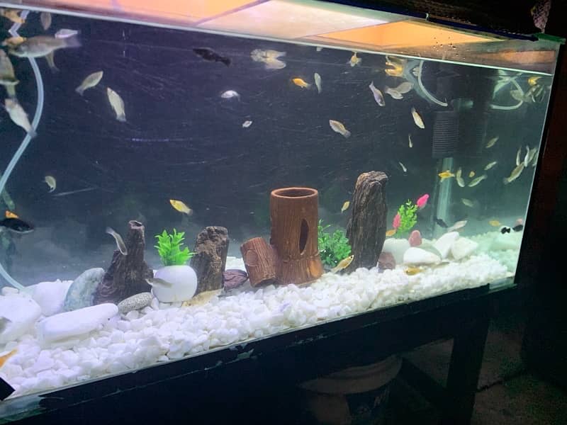 Aquarium fish sales near me best sale