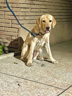 Beautiful Labrador female 4 months pedigree parents 0